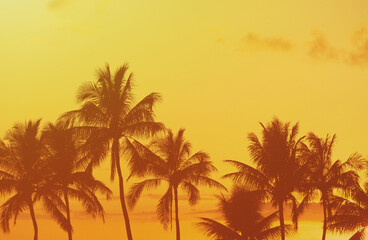 Fototapeta na wymiar Palm trees in the golden sunset sky 