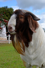 Profile of a boer goat on the farm