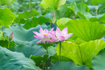 lotus or water lily is in closeup in lotus pond