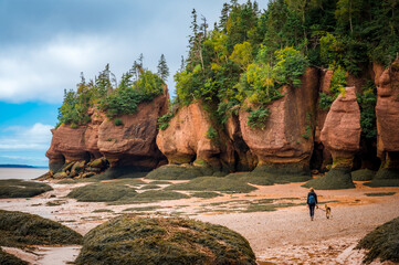 Woman walking her dog at low tide, Hopewell Rocks Provincial Park, Bay of Fundy, Hopewell Cape, New Brunswick, Canada. Photo taken in September 2023. - obrazy, fototapety, plakaty