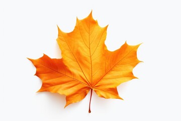 Naklejka na ściany i meble autumn maple leaf isolated on white