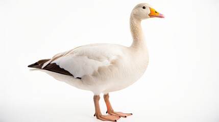 Majestic Goose Portrait: Captivating Bird Against a White Background