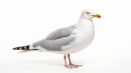 Seagull Beauty: Enchanting Bird on a Pure White Background
