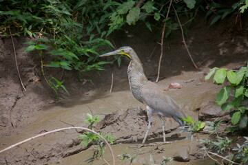 Bare-throated tiger heron, Costa Rica wildlife