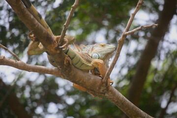 Green iguana male in tree, mating colors, Costa Rica