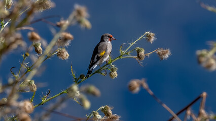 Finch on beautiful perch and blue sky background
