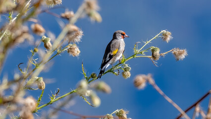 Finch on beautiful perch and blue sky background