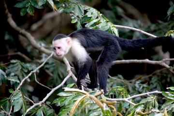 White-faced capuchin monkey in the trees, Costa Rica