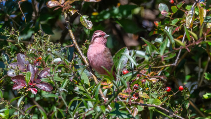 Rosefinch