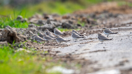 Small Pratincoles blocking the road