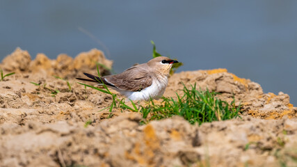 Small Pratincole around the lake shore