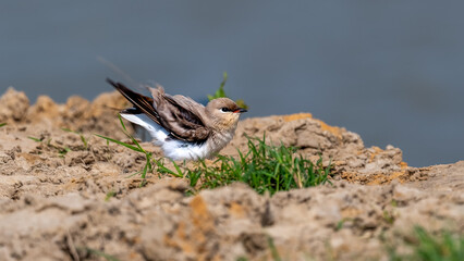 A bird ruffling its Feather