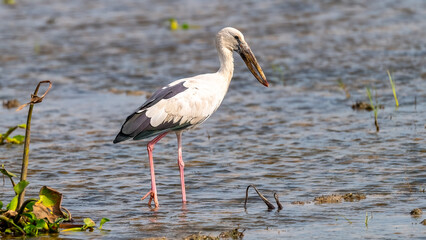 Stork in a Lake