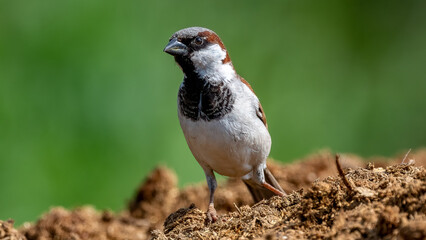 House Sparrow Poser with clean green background