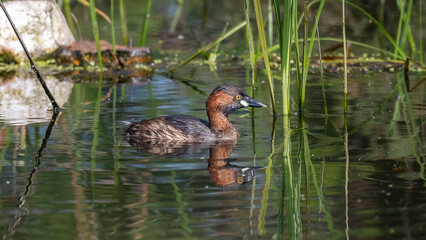 duck in the pond
