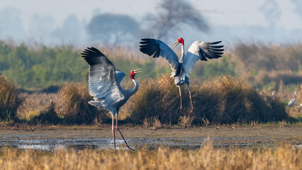 Sarus Cranes Dancing in Coutship
