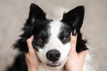 The owner squeezes the muzzle of the border collie dog outdoors. 