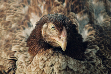 Fototapeta premium chicken