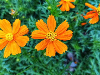 orange flowers bloom beautifully