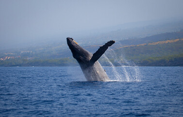 Humpback whale breaching, Kona, Hawaii