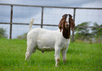 Naklejka na ściany i meble Young boer goats on the farm