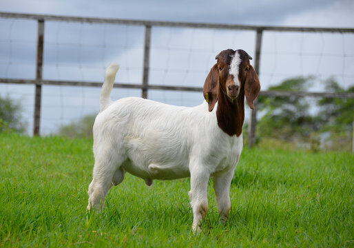 Young boer goats on the farm