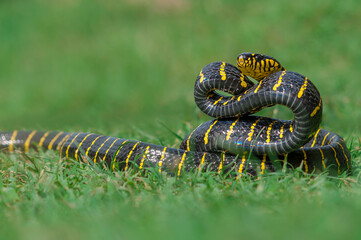 snake in the grass