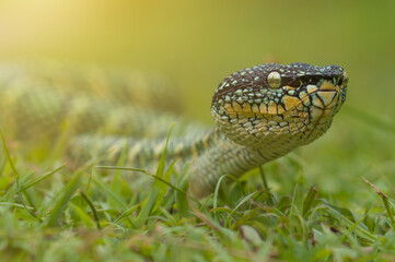 snake in the grass