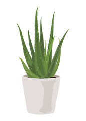 Aloe vera plant in pot, houseplant, Vector cartoon style, houseplant, Ornamental plant