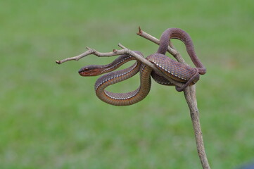 snake on a branch