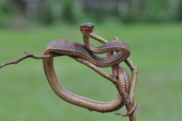 snake in the forest