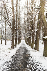 Landscape with trees and forest and snow in the ground. Green trees with first snow. Winter forest path. Snow-covered path in beautiful spring forest. Public park