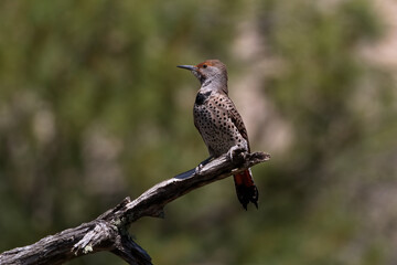 Alert Northern Flicker against natural green bokeh background in Arizona, United States