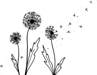 Three Dandelions with Scattered Seeds Vector