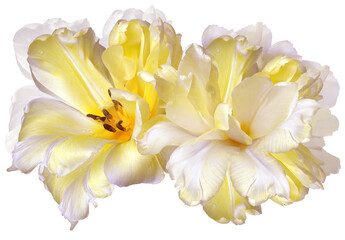 Yellow tulips  flowers  on  isolated background with clipping path. Closeup. For design....