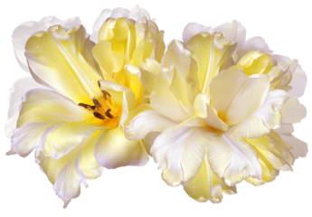 Yellow tulips  flowers  on  isolated background with clipping path. Closeup. For design. Transparent background.   Nature.