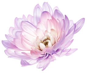 Chrysanthemum   purple  flower  on  isolated background with clipping path. Closeup..  Transparent background.    Nature.