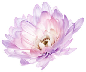 Chrysanthemum   purple  flower  on  isolated background with clipping path. Closeup.  Transparent background.    Nature.