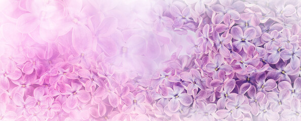 Floral pink  spring background. Lilac flowers background. Nature.