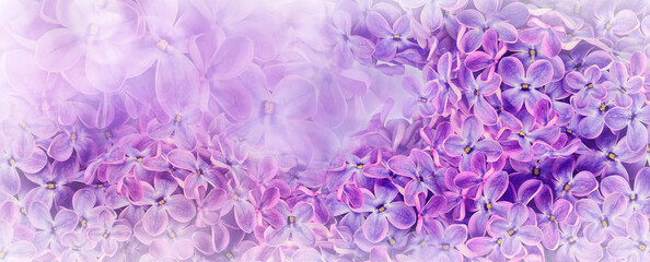 Floral  spring background. Lilac flowers background. Nature.