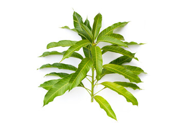 Fototapeta na wymiar Mango leaves on white background