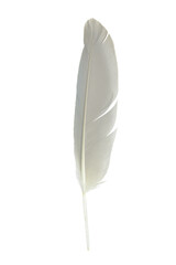 white feather isolated on white  background