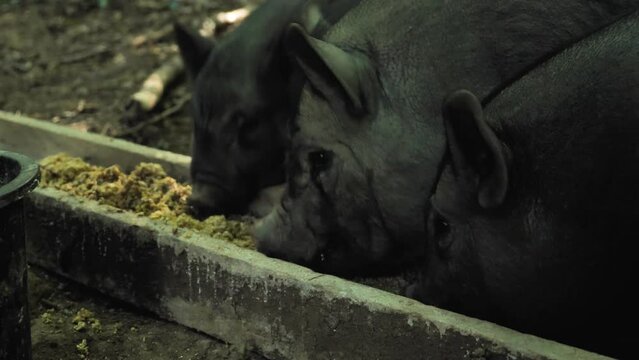 Close-up of a woman's hand putting food into a pig's trough. Three black pigs eat greedily. Feeding the pigs. The concept of cattle and pig breeding