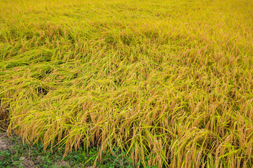 実ってこうべを垂れる稲穂