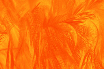 Red orange feather texture pattern for hot background and other