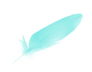 Papier peint Plumes feather color blue turquoise emerald green on white background