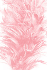 Beautiful soft pink feather pattern texture background