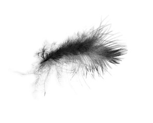 Obraz premium Beautiful black feather isolated on white background