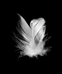 Beautiful white feather floating in air isolated on black background