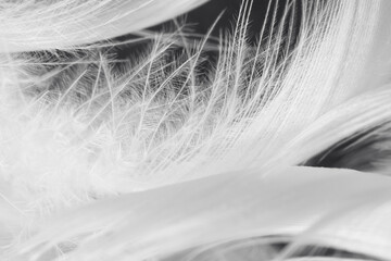 Beautiful macro white feather swan pattern texture background